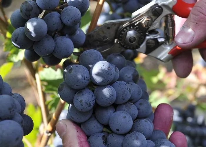 게스트하우스 Ferienweingut Arnold Fuhrmann & Sohn